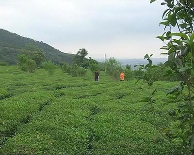 走進(jìn)揭東玉湖，品味自然人文與特色農(nóng)產(chǎn)