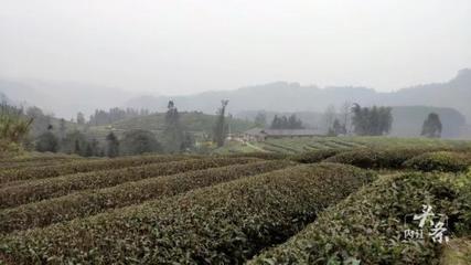 內(nèi)江威遠(yuǎn)萬畝茶園吐新芽 茶農(nóng)采茶迎豐收，農(nóng)副產(chǎn)品銷售新篇章