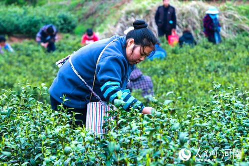河南光山 綠葉子變“金葉子”，茶葉種植鋪就致富路