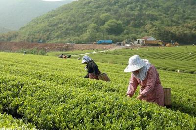 草根“茶人”羅平琴 茶山種出致富夢，年入40萬的創(chuàng)業(yè)心路