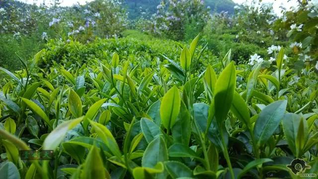 清遠(yuǎn)擎畫茶業(yè)藍(lán)圖 英德紅茶劍指“中國紅茶第一品牌”，百萬畝產(chǎn)區(qū)蓄勢待發(fā)